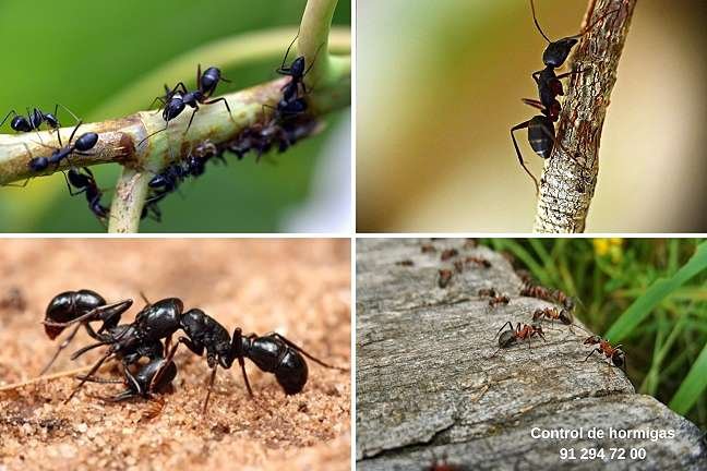 Control de hormigas y otros insectos en Segovia
